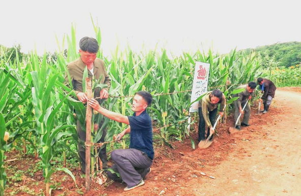 비바람에 의한 농작물 피해 예방 대책을 세우고 있는 황해북도농촌경리위원회 월룡농장의 농민들. [사진-민주조선] 