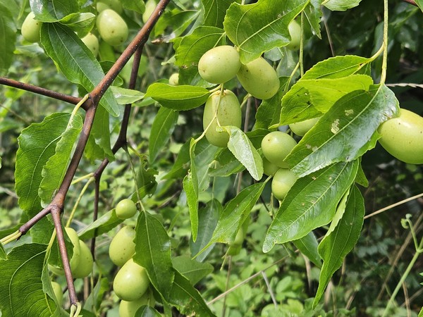 여물기를 기다리며 가을을 재촉하는 대추. [사진-통일뉴스 이계환 기자]