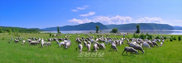 드넓은 풀판들에 어디 가나 떼를 지어 있는 집짐승들. [사진-조선신보 갈무리]