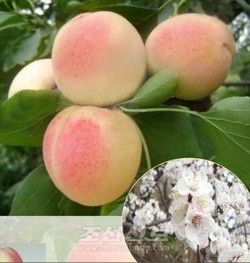 회령백살구 열매와 꽃. [사진-조선신보 갈무리]