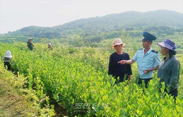모범산림군 칭호를 수여받은 문덕군의 근로자들이 군 안의 모든 산들을 황금산, 보물산으로 전변시키기 위해 노력을 하고 있다. [사진-조선신보 갈무리]