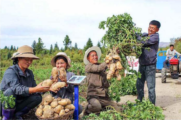 백두산 기슭 삼지연시의 감자 작황이 예년에 보기드믄 수준으로 늘어났다고 [노동신문]이 25일 보도했다. [사진-노동신문]