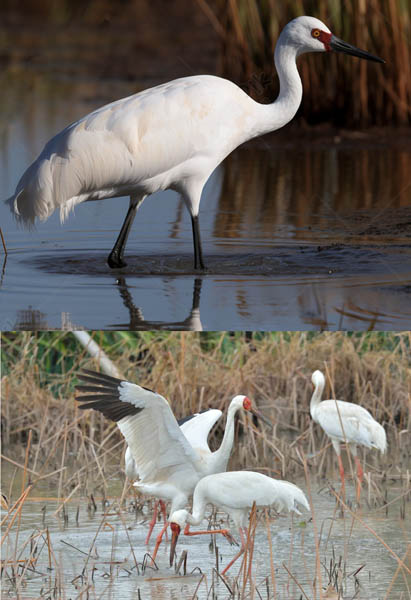 시베리아흰두루미. 시베리아 북서부와 중동부에서 번식하고 이란, 인도 북서부와 중국에서 월동한다. 우리나라에서는 보기 드문 철새이다. [사진 제공 - 심규섭]