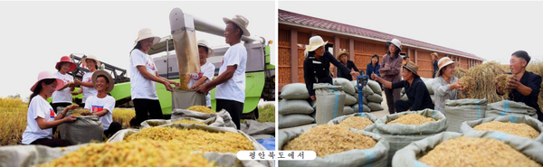 북한의 올해 벼 수확이 마무리되고 볏단 운반과 탈곡이 빠른 속도로 추진되고 있다. [사진-민주조선]
