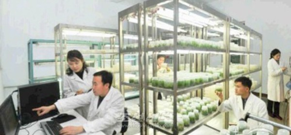 북한 산림연구원의 연구자들. [사진-조선신보 갈무리]