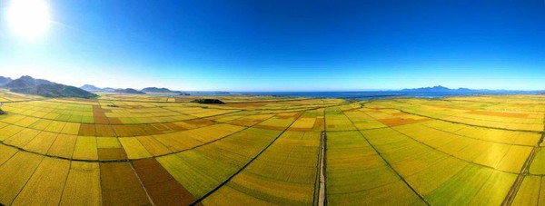 기계화, 규격화