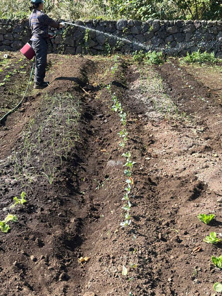 텃밭에 물주는 지영. [사진 - 문영임]