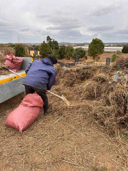 성당 묘지에서 베어놓은 초피 모으기. [사진 - 문영임]
