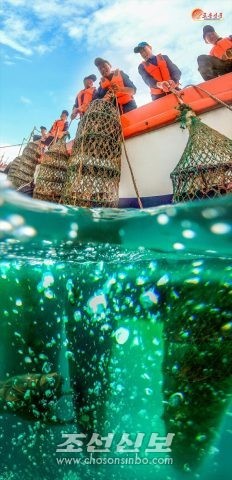 북한에서는 바다를 낀 곳에서 양식과 양어를 대대적으로 벌리고 있다. [사진-조선신보에서 재인용]
