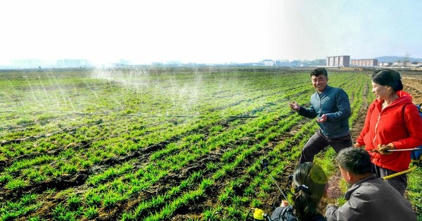 사동구역 미림남새농장의 물주기 [사진-노동신문]
